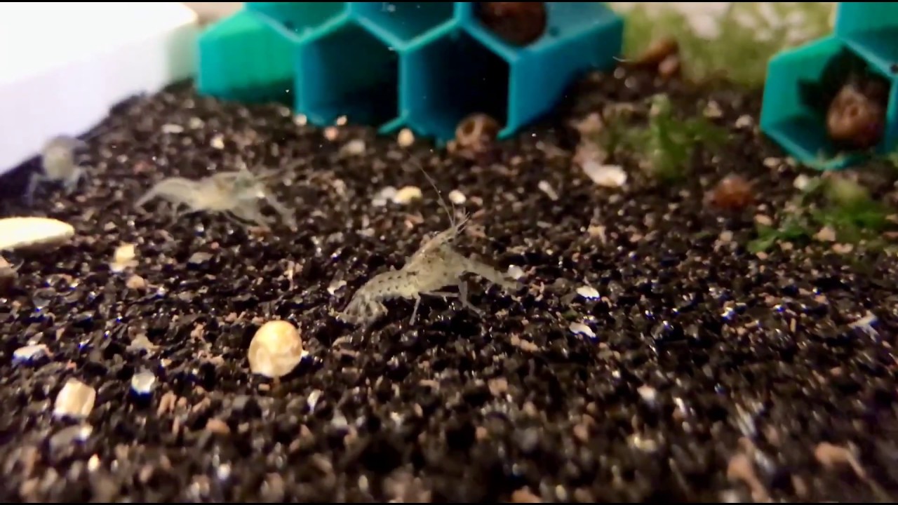 Голубые Мексиканские раки ежедневная рутина Cambarellus patzcuarensis