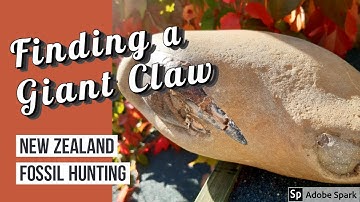 Finding a Giant Crab Claw