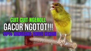 Download Lagu SUARA BURUNG Kenari GACOR PANJANG INI Cocok untuk Masteran KENARI PAUD dan Kenari Macet BUNYI MP3 Download Lagu SUARA BURUNG Kenari GACOR PANJANG INI Cocok untuk Masteran KENARI PAUD dan Kenari Macet BUNYI MP3