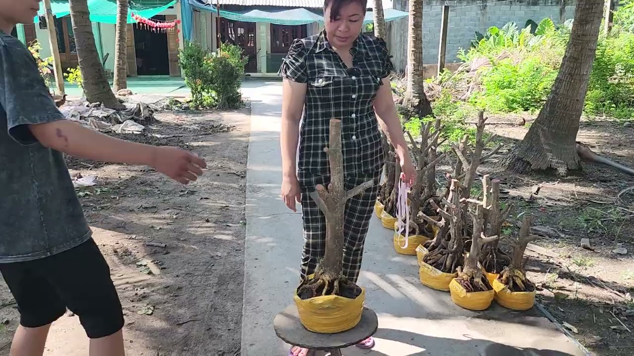 10/3 chị Trang 0355937917 phôi mai bonsai đẹp giá rẻ