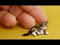 笑ったら負け！😂😍 史上最高に面白いペットたち 2025 😹🐈
