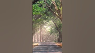 ماتيسر من سورة المؤمنين (مَا اتَّخَذَ اللَّهُ مِن وَلَدٍ) رعد الكردي