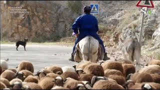 El último ganadero de Jaraba (Zaragoza) by Grupo Pastores 69,278 views 2 years ago 4 minutes, 11 seconds