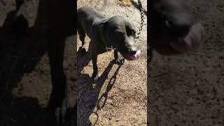 Heavy Peeks Male Ch Gator Grch Blackjack And Skillet Male