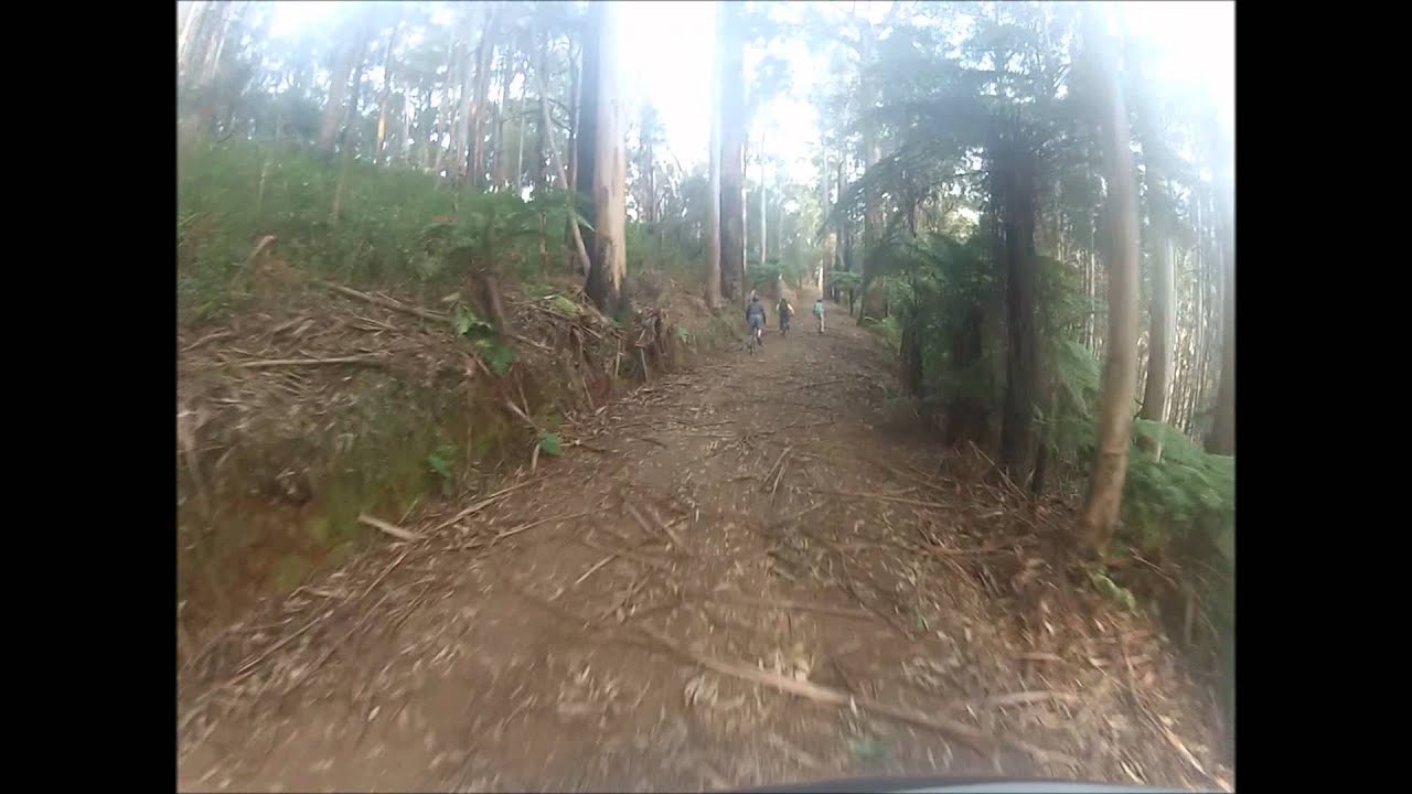 Mt St Leonard - Jarrah wearing GoPro