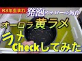 【めだか】オーロラ黄ラメのラメ具合を確認してみた。まるで、アートの世界。