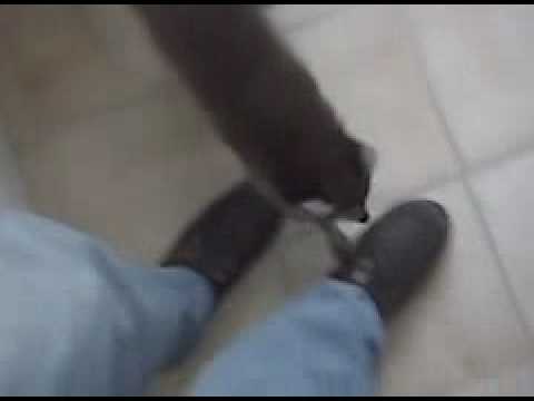 removal of fallopian tube Possum the coon.3GP