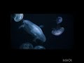@流星のラストデートイメージ映像作ってみた!