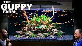 The Guppy Farm Exotic Guppy Island Style All In One Aquarium Aquascape Tutorial