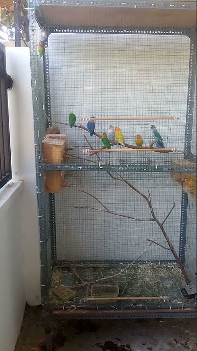 Kandang aviary Lovebird minimalis. Biaya murah - YouTube