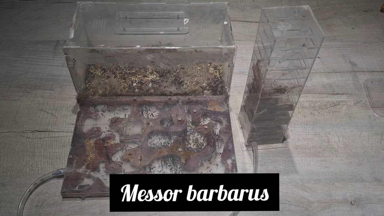Messor barbarus | AntOnTop