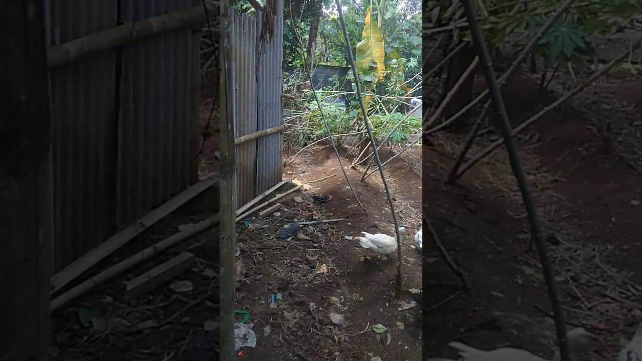 Cara ternak entok dan cara merawatnya 