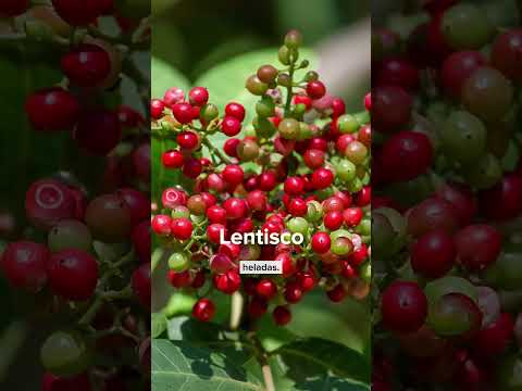 ¡Los 3 árboles más resistentes para tu jardín! 🌱😍