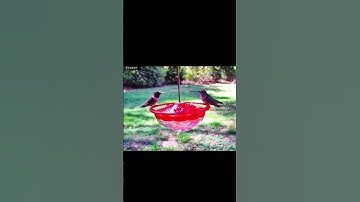 Ruby Throated Hummingbirds Sharing a Drink of Nectar #bird #hummingbird #shorts #justbill #birds