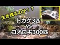 トカゲ3匹vsコオロギ300匹　生き残りをかけた戦い！？ [ Three lizards vs. 300 crickets ]