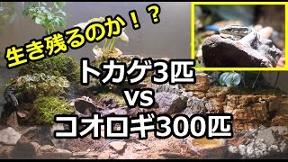 トカゲ3匹vsコオロギ300匹　生き残りをかけた戦い！？ [ Three lizards vs. 300 crickets ]
