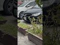 Reborn❤️ #shorts#youtubeshorts#viral#trending#civic#fastcars#reels#fyp#foryou#foryoupage#honda#vlog