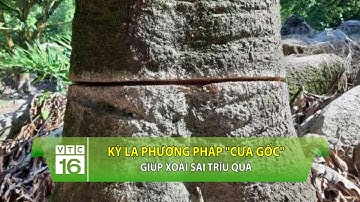 Kỳ lạ phương pháp "cưa gốc" giúp xoài sai trĩu quả | VTC16