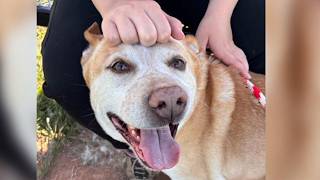 Meet Cooper, this week's Furry Friend