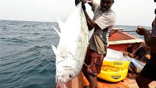 Catching Giant Trevally, Mangrove Jack & Diamond Trevally Fish in the Sea