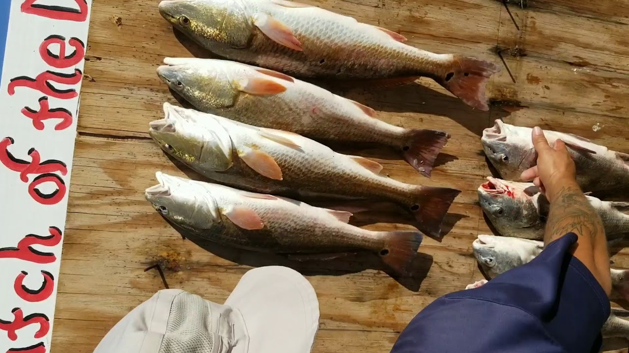15 BLACK DRUM in Rockport, Texas YouTube