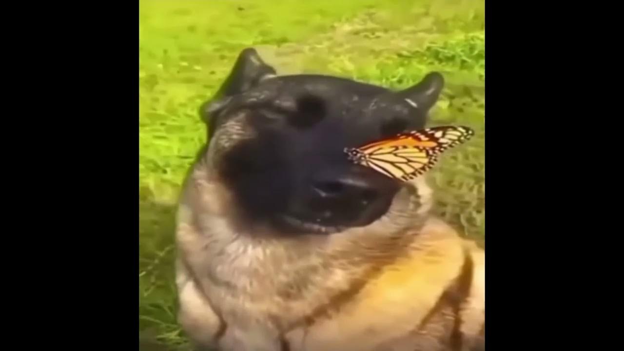Собака с бабочкой на носу | 1 час - YouTube