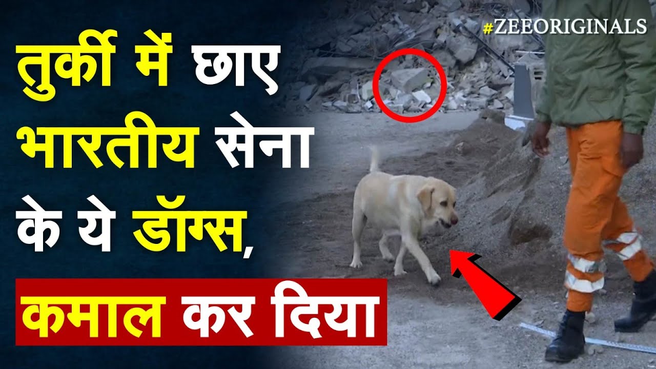 Turkey Update Turkey में छाए भारतीय सेना के ये Sniffer Dogs, कमाल कर