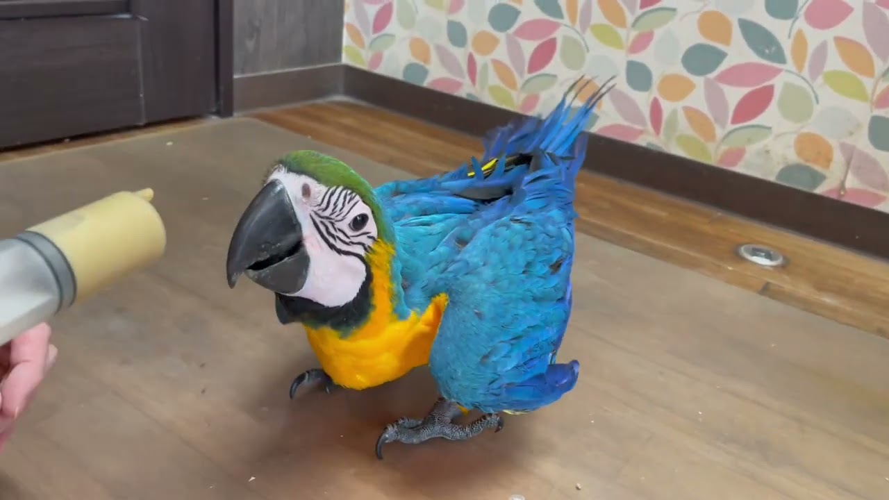 羽根　ルリコンゴウインコ　ベニコンゴウインコ　オウム かなりすごい！ コンゴウインコのからだ/ときわ公園 動物・植物
