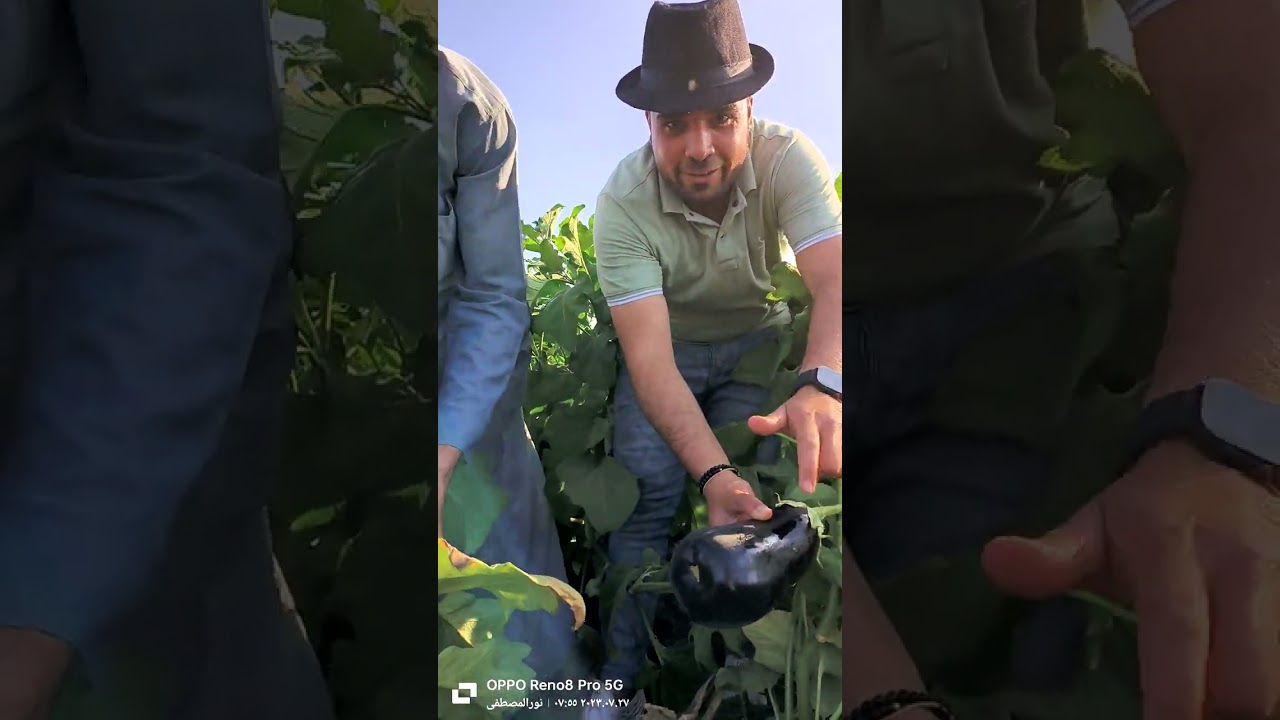 باذنجان رومي أبو صلاح