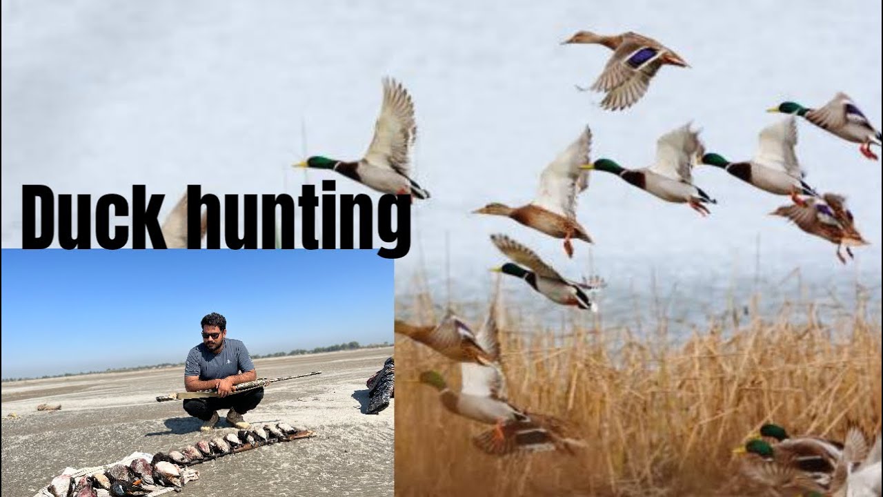 Indus river duck hunting with friends YouTube