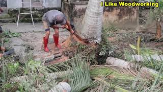 Extremely Dangerous Skills Tree Cutting With Chainsaws - How To Cut A Coconut Tree Easy
