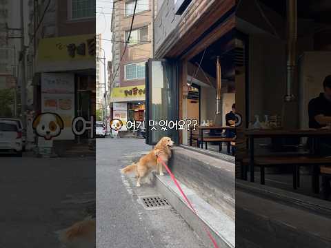 고깃집만 보면 인사성이 밝아지는 리트리버 ㅋㅋㅋ