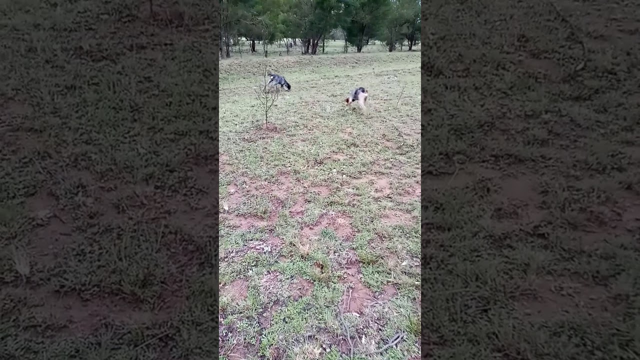 Hunting a jackal with my dogs