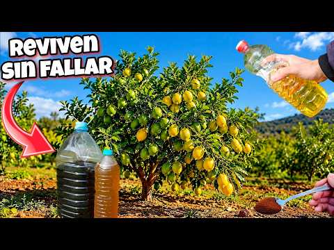 Citrus Vinegar 26 4K HIGH FR30
