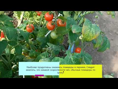 Карликовые помидоры Непас, я всем рекомендую!