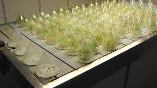 Plant physiologist | Wikipedia audio article