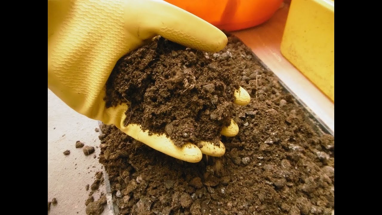 ¿POR QUÉ Y CÓMO LAVAR ESTIÉRCOL PARA EL BIOHUERTO?