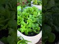 3 Tips to help you grow Lettuce in Summer Heat! #shorts #organicgardening #diygardenideas