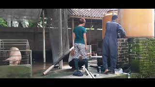 Mesin Semprot untuk kandang babi Ria's Farm Bali ternak babi