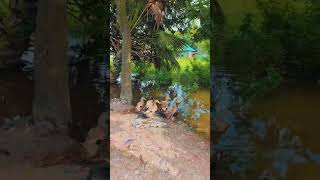 What a beautiful duck in a rural setting. #nature #youtube #wildduck #reels #ducklife #shorts