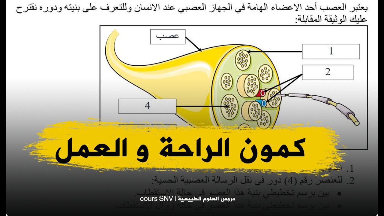 تمرين رائع حول بنية العصب في حالة الاستقطاب و زوال الاستقطاب