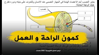تمرين رائع حول بنية العصب في حالة الاستقطاب و زوال الاستقطاب