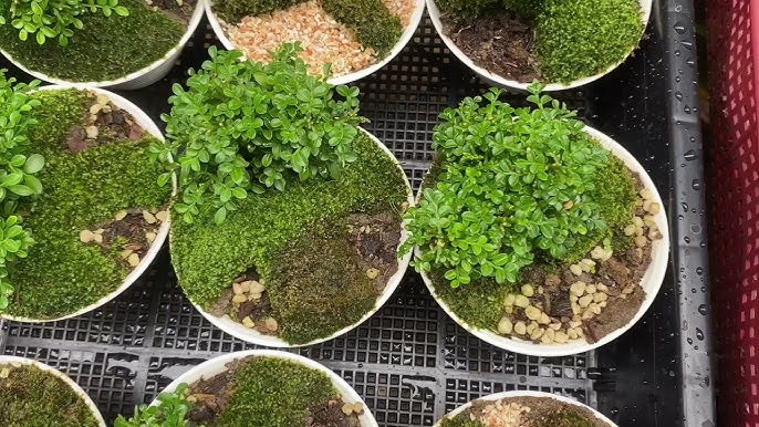 ไม้ฟอกอากาศ