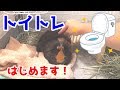 モルモットにトイレを教えたい！①　I want to teach my guinea pig how to use the toilet.