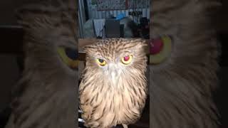owl superbowl superbowlxlvii hawk eangle beyonceknowles