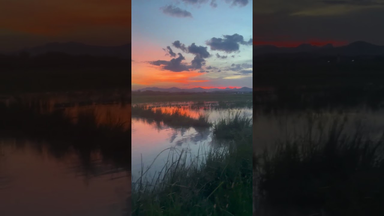 Sunset on the rice fields 
