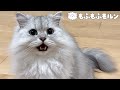 夕飯時に猫が騒がしくなるのは…？ 【サイベリアン】