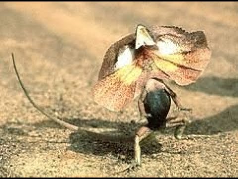 【koala】傘蜥蜴跑步