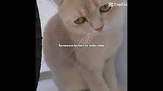 Hayvanlar Bile Üzülüyo Ya Insanlık Bitmiş Olay Yorumlarda Narin Için Beğenir Misin? 😥😥😥