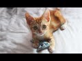 Street cat rescue before and after! Watch this sick and starving kitten grow up to be handsome!